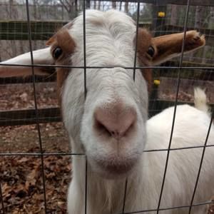 Meet your Posher, Becky